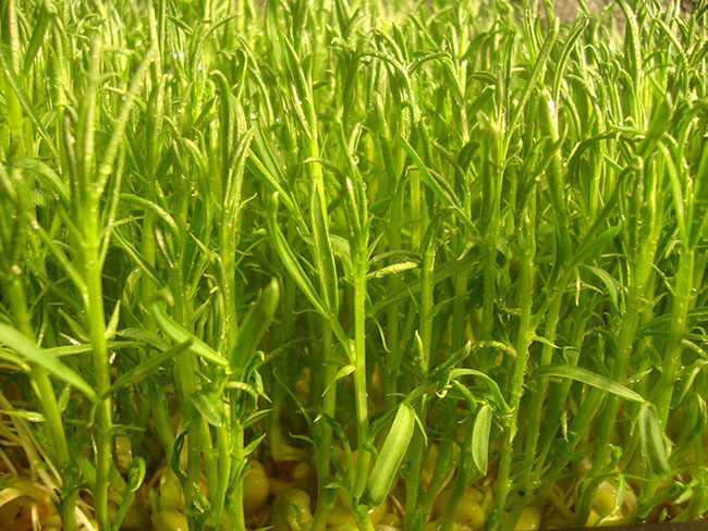 1576656188440319.jpg 松柳苗怎么種?種植松柳苗技術方法
