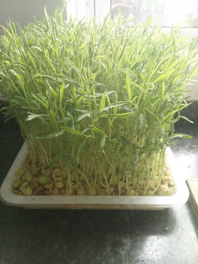 1576656188106304.jpg 松柳苗怎么種?種植松柳苗技術方法