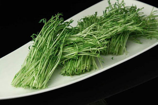 1576656306671509.jpg 松柳苗怎么種?種植松柳苗技術方法