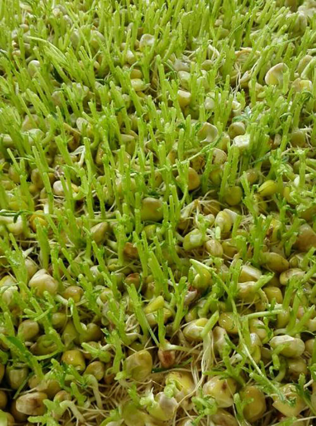 1576656306441466.jpg 松柳苗怎么種?種植松柳苗技術方法