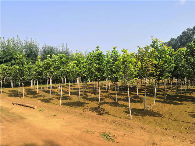 沭陽長景園林白玉蘭種植基地實拍圖片