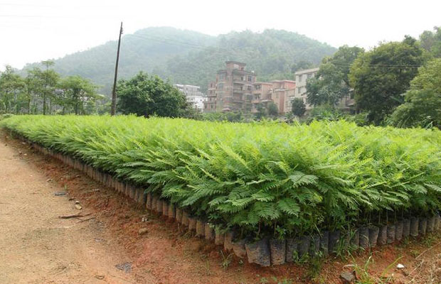 藍花楹8.jpg