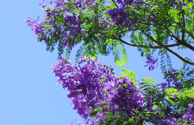 藍花楹4.jpg