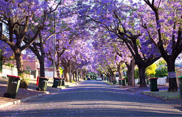 藍花楹3.jpg