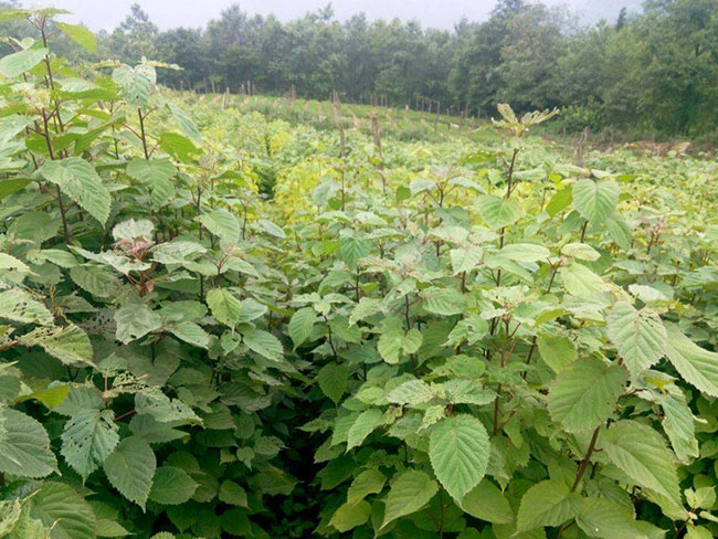珙桐樹苗價格行情,2019年最新珙桐苗基地批發報價 珙桐樹苗價格行情,2019年最新珙桐苗基地批發報價