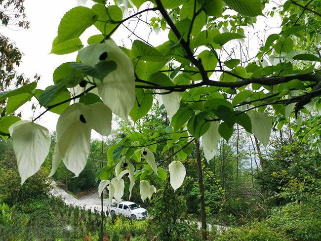 珙桐樹苗價格行情,2019年最新珙桐苗基地批發報價 珙桐樹苗價格行情,2019年最新珙桐苗基地批發報價