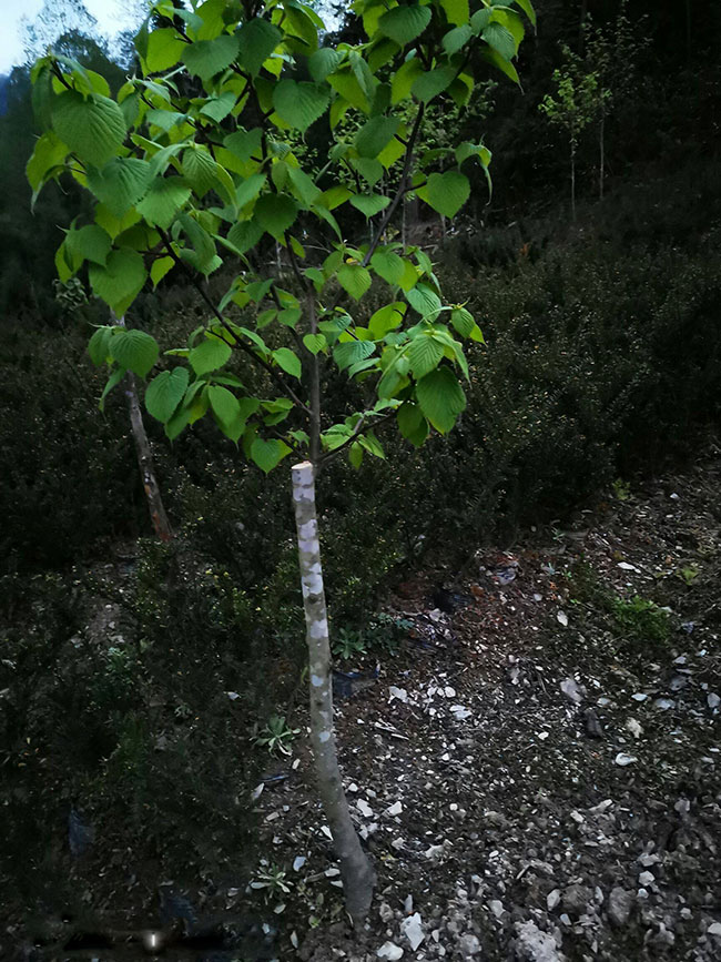 珙桐樹苗價格行情,2019年最新珙桐苗基地批發報價 珙桐樹苗價格行情,2019年最新珙桐苗基地批發報價