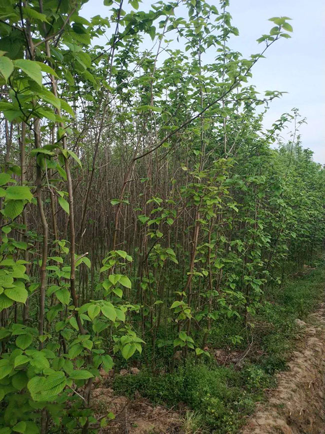 珙桐樹苗價格行情,2019年最新珙桐苗基地批發報價 珙桐樹苗價格行情,2019年最新珙桐苗基地批發報價
