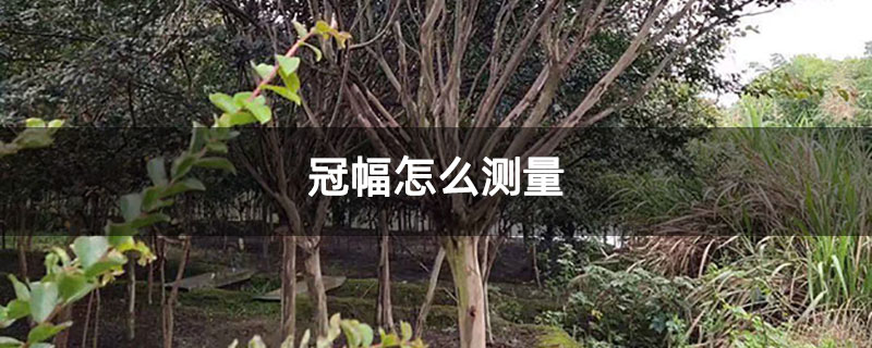 冠幅怎么測量 冠幅怎么測量