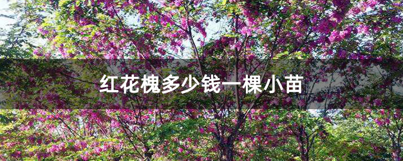 紅花槐多少錢一棵小苗 紅花槐多少錢一棵小苗