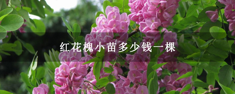 紅花槐小苗多少錢一棵 紅花槐小苗多少錢一棵