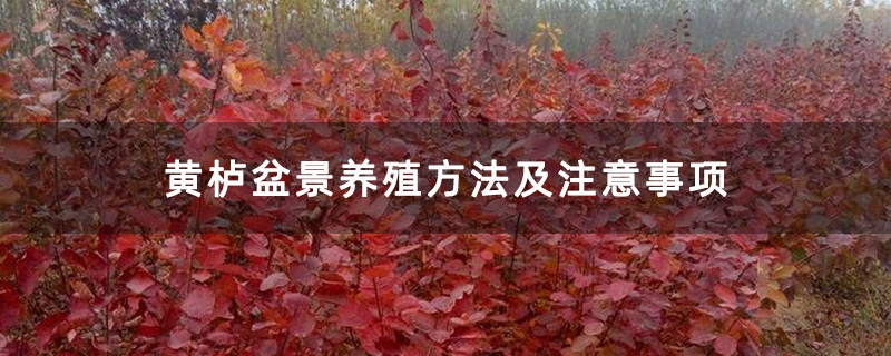 發展盆景的黃櫨小苗