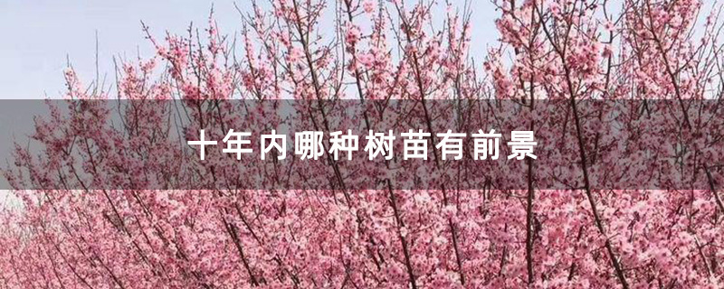 櫻花基地 櫻花基地