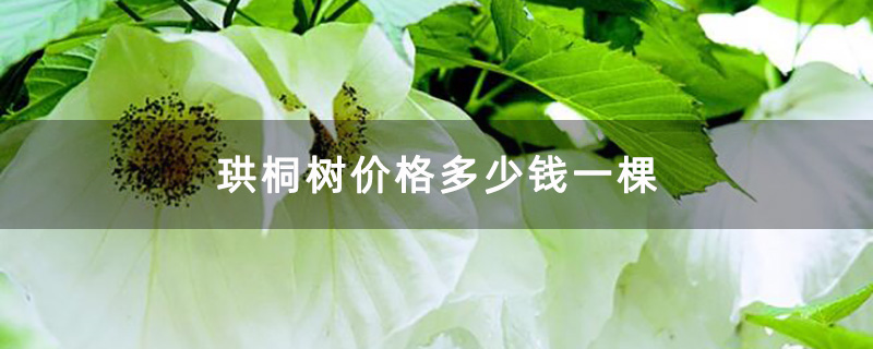 珙桐花 珙桐花