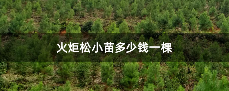 火炬松小苗多少錢一棵 火炬松小苗多少錢一棵