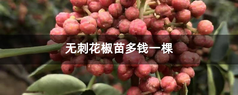 無刺花椒苗多錢一棵 無刺花椒苗多錢一棵