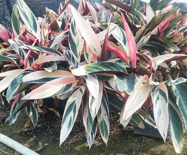 七彩竹芋基地實拍圖 七彩竹芋基地實拍圖