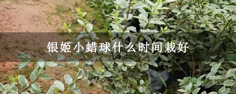 銀姬小蠟球什么時間栽好 銀姬小蠟球什么時間栽好