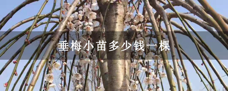 垂梅小苗多少錢一棵