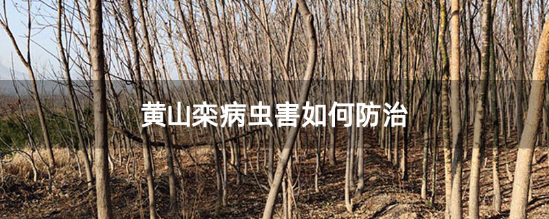 黃山欒病蟲害如何防治 黃山欒病蟲害如何防治