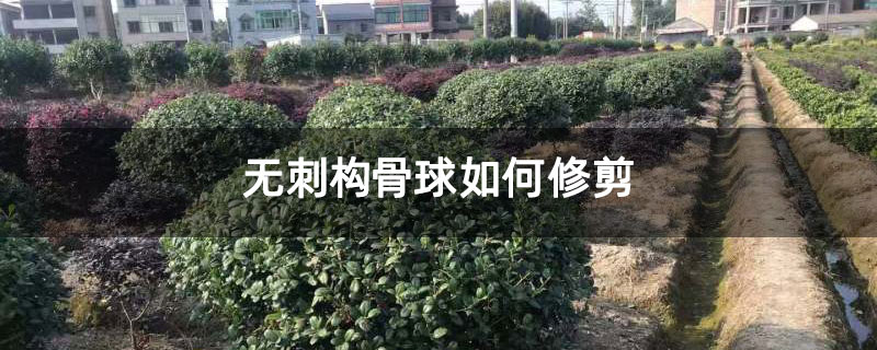 無刺構骨球如何修剪 無刺構骨球如何修剪