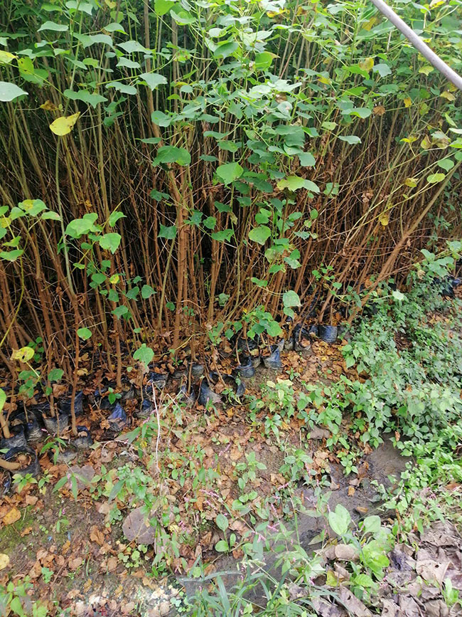 烏桕樹苗價格多少錢一棵?烏桕樹苗種植方法和注意事項 烏桕樹苗價格多少錢一棵?烏桕樹苗種植方法和注意事項