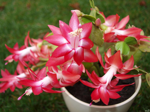 紅花蟹爪蘭 紅花蟹爪蘭