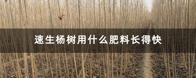 速生楊樹用什么肥料長得快