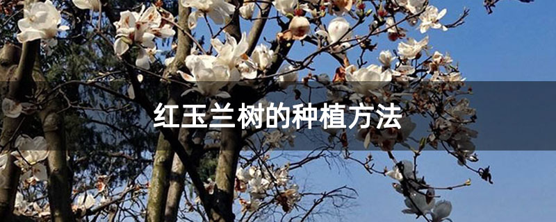 紅玉蘭樹的種植方法 紅玉蘭樹的種植方法