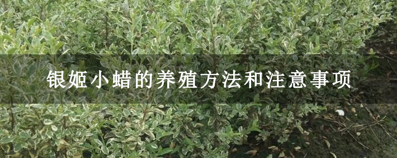 銀姬小蠟的養殖方法和注意事項 銀姬小蠟的養殖方法和注意事項