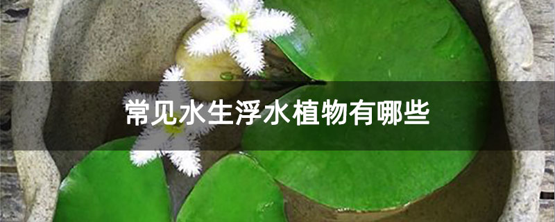 常見水生浮水植物有哪些 常見水生浮水植物有哪些