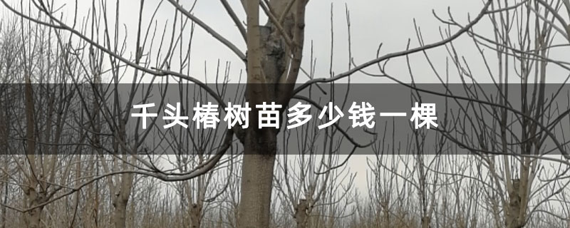 千頭椿樹苗多少錢一棵 千頭椿樹苗多少錢一棵