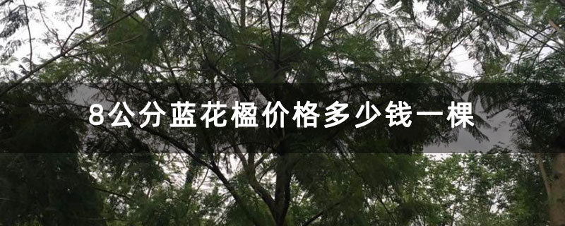 8公分藍花楹價格多少錢一棵 8公分藍花楹價格多少錢一棵