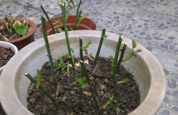薔薇扦插5.jpg