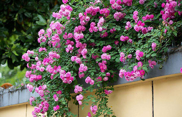 薔薇91.jpg