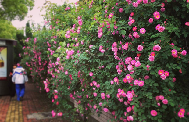 薔薇67.jpg
