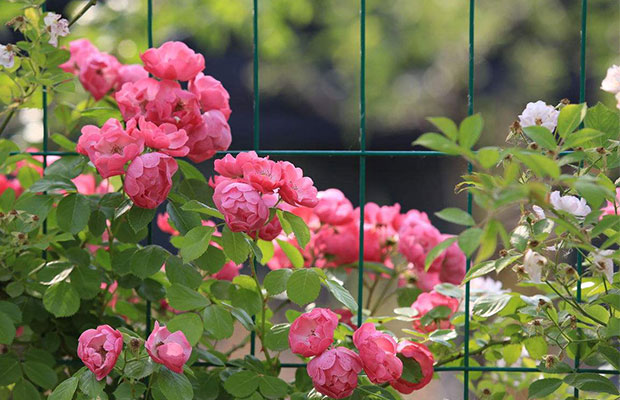薔薇34.jpg
