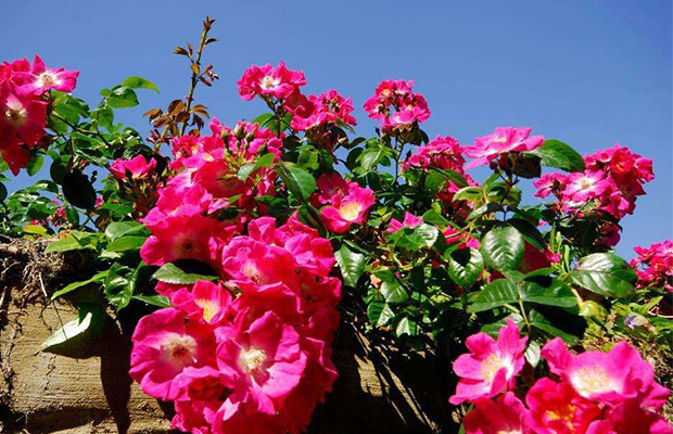 薔薇9.jpg