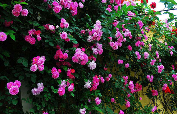 薔薇8.jpg