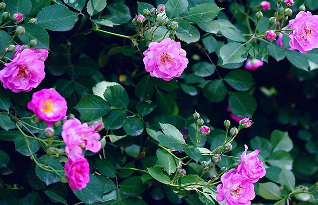 薔薇6.jpg