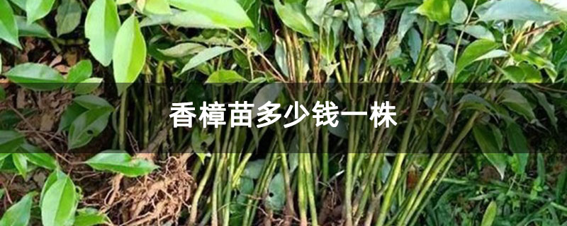 香樟苗多少錢一株 香樟苗多少錢一株