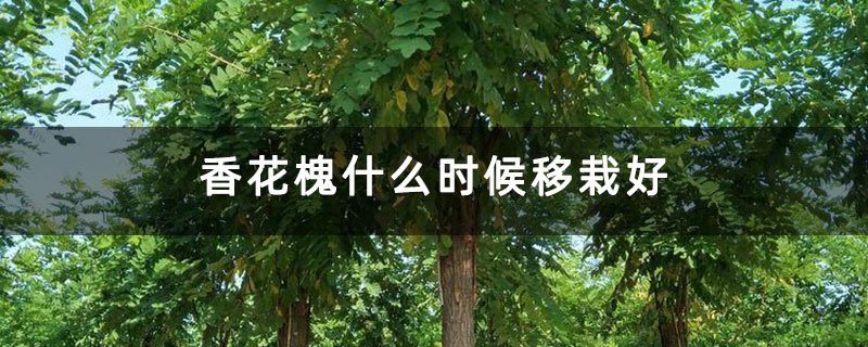 香花槐什么時候移栽好 香花槐什么時候移栽好