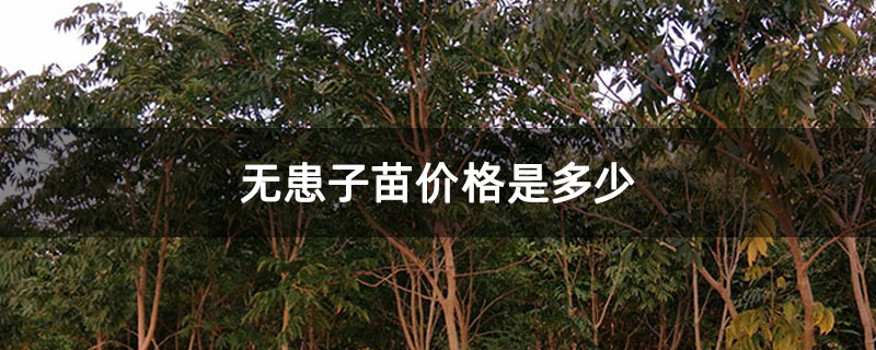 無患子苗價格是多少 無患子苗價格是多少