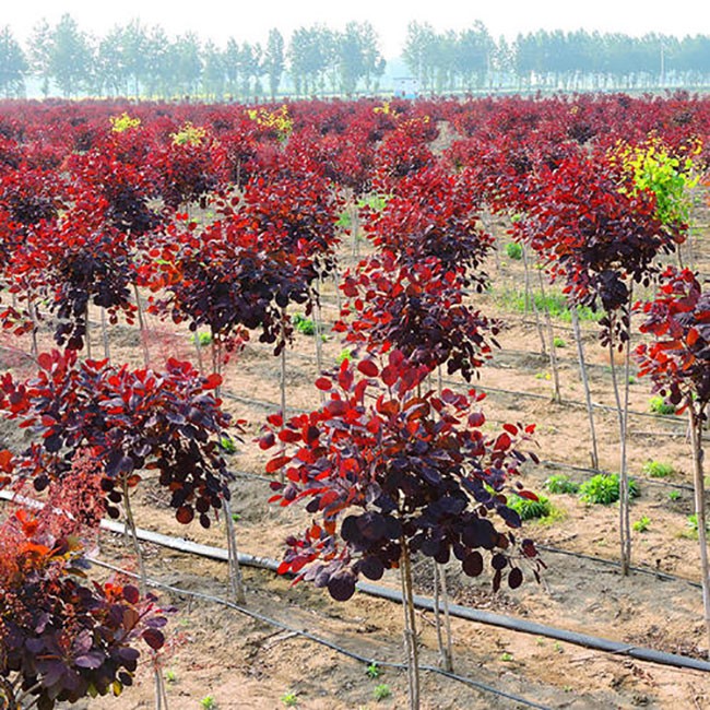 紫葉紅櫨前景好嗎?紫葉紅櫨市場前景 紫葉紅櫨前景好嗎?紫葉紅櫨市場前景
