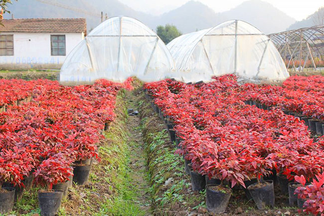 紫葉紅櫨前景好嗎?紫葉紅櫨市場前景 紫葉紅櫨前景好嗎?紫葉紅櫨市場前景