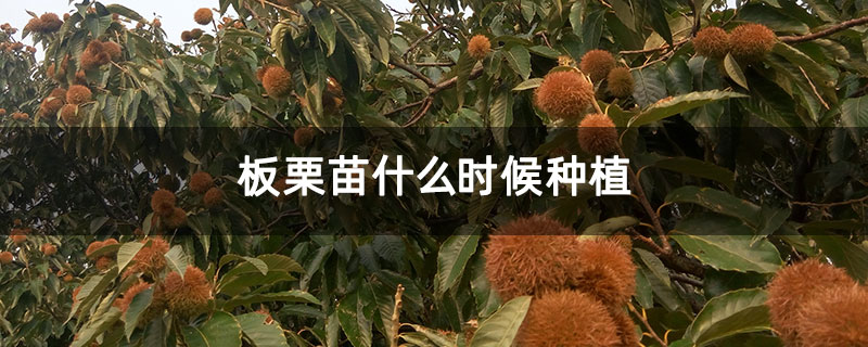 板栗苗什么時候種植 板栗苗什么時候種植