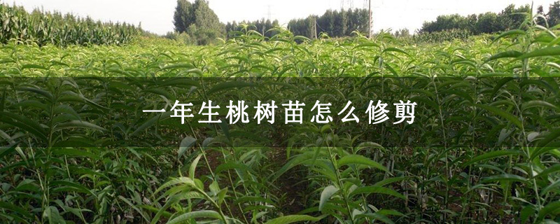 一年生桃樹苗怎么修剪 一年生桃樹苗怎么修剪