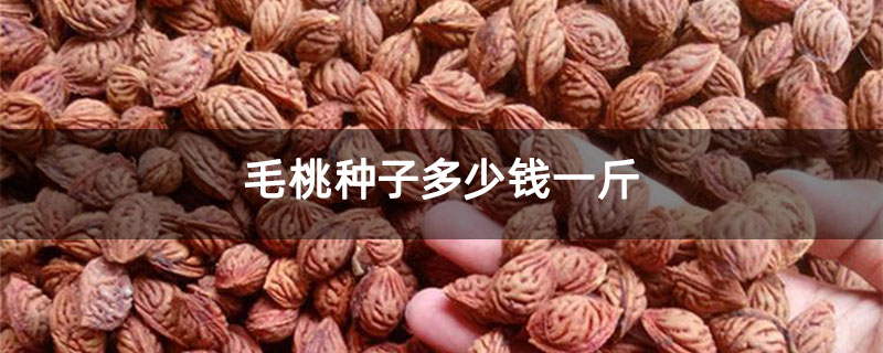 毛桃種子多少錢一斤 毛桃種子多少錢一斤