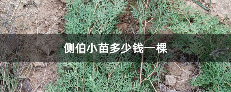 側伯小苗多少錢一棵 側伯小苗多少錢一棵