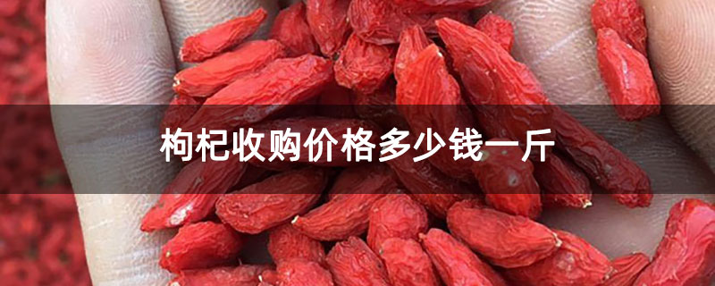 枸杞收購價格多少錢一斤 枸杞收購價格多少錢一斤
